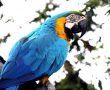 control de las enfermedades compartidas con fauna silvestre